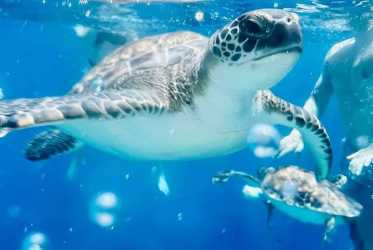 Optional trip, Miasto duchów, Famagusta, Salamina z rejsem na Blue Lagoon i zatokę żółwi z Protaras
