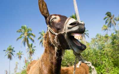 One day trip, Wycieczka: Ja, tato i mama z Pafos do farmy osiołków