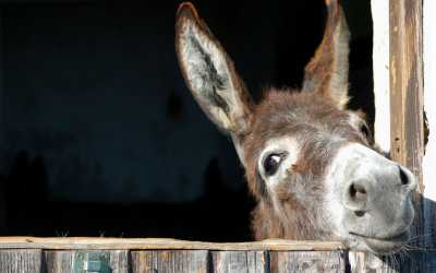 One day trip, Wycieczka: Ja, tato i mama z Pafos do farmy osiołków