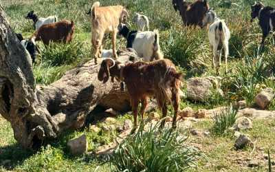 Optional trip, Z Pafos do wąwozu Avakas Kanyon [33]