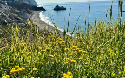Optional trip, Wycieczka na plażę Skała Afrodyty z karmieniem osiołków z Pafos