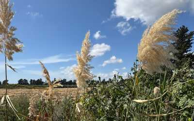 Optional trip, Wycieczka na plażę Skała Afrodyty z karmieniem osiołków z Pafos