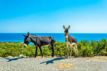 Optional trip, Marathon z Ayia Napa do skarbów Północnego Cypru