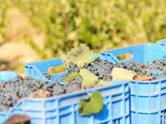 Optional trip, Wycieczka Szlakiem Cypryjskich Winnic - Kalamos Winiarnia