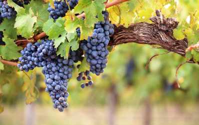 Optional trip, Wycieczka Szlakiem Cypryjskich Winnic - Kalamos Winiarnia