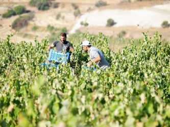 Optional trip, Wycieczka Szlakiem Cypryjskich Winnic - Kalamos Winiarnia